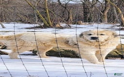 Great Pyrenees dogs for sale: Black - Image 16