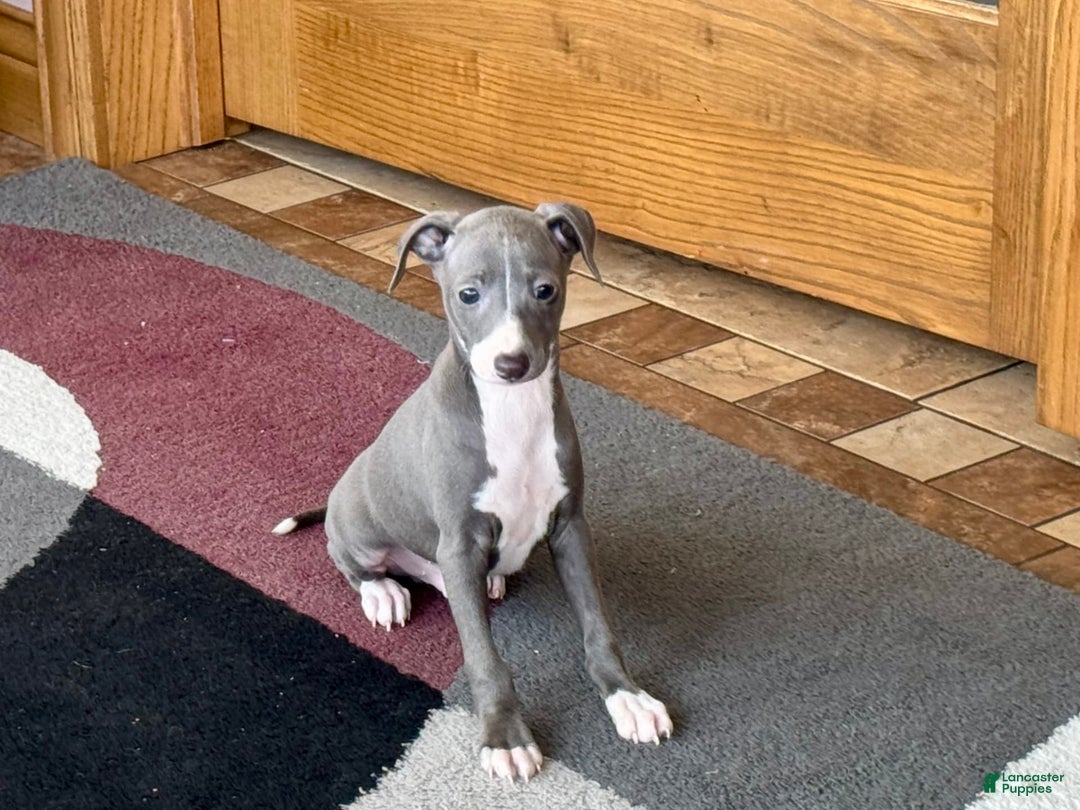 Italian Greyhound dogs for sale: Pj - Image 4