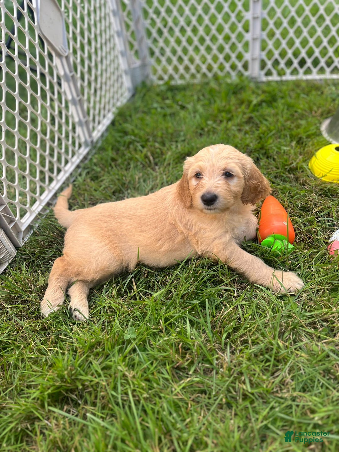 Goldendoodle dogs for sale: Rachel - Image 1