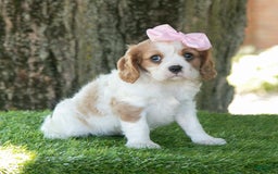 Cavalier King Charles Spaniel dogs for sale: Ruby - Image 4
