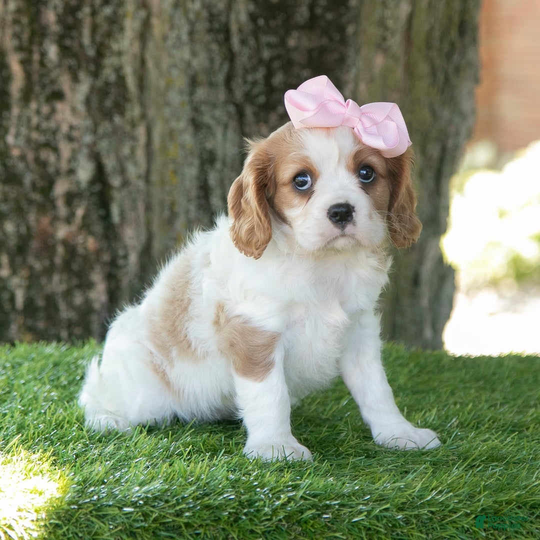 Cavalier King Charles Spaniel dogs for sale: Ruby - Image 4