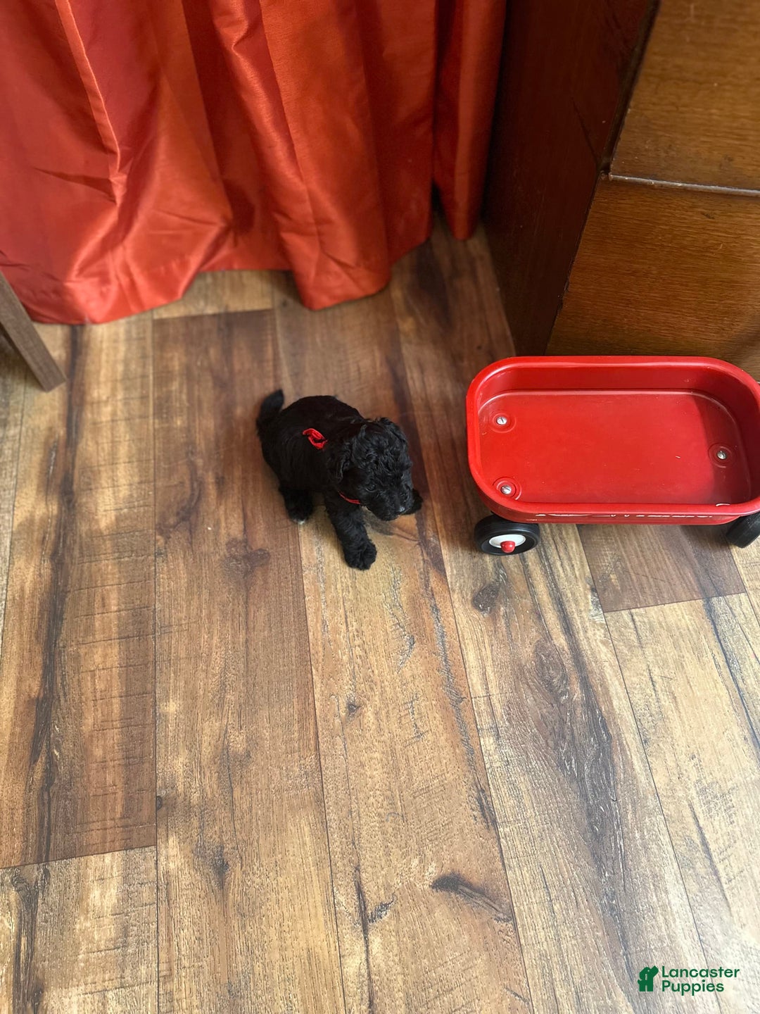 Yorkiepoo dogs for sale: Braxton - Image 5