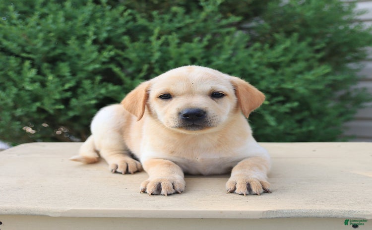 Labrador Retriever dogs for sale - Ad 2