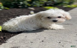 Havanese dogs for sale: Felicity - Image 6