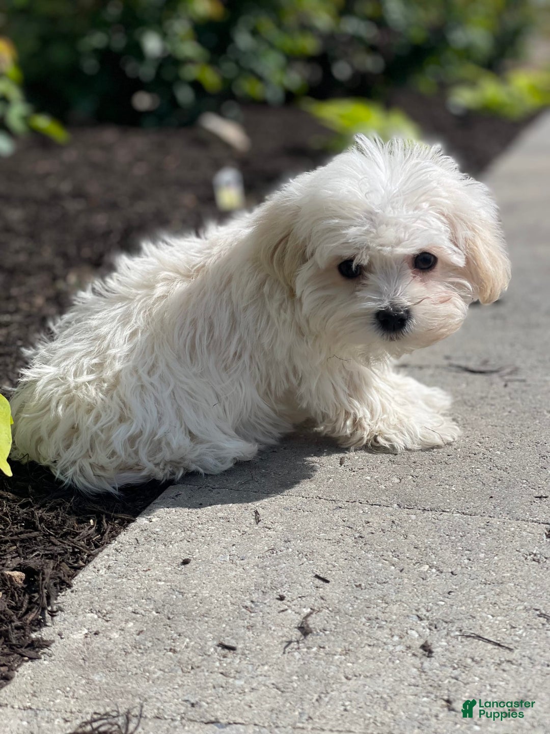 Havanese dogs for sale: Felicity - Image 6