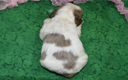 Cocker Spaniel dogs for sale: Brandychocolatetanpartimerlecockerpuppy - Image 6