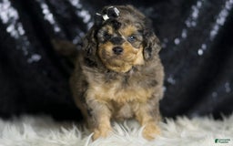Mini Goldendoodle dogs for sale: Remington - Image 7