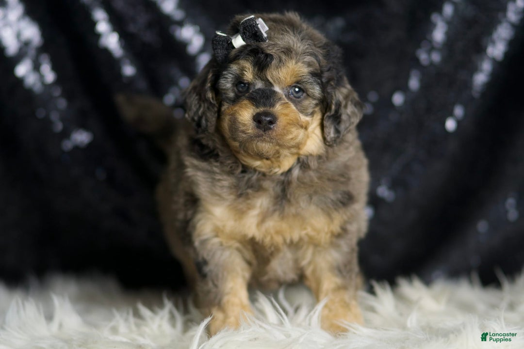 Mini Goldendoodle dogs for sale: Remington - Image 7