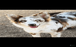 American Bully dogs for sale: Cocoa - Image 5
