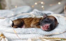 Morkie dogs for sale: Rare Gold Flame - Image 17