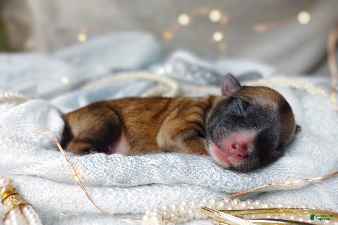 Morkie dogs for sale: Rare Gold Flame - Image 17