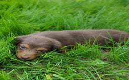 Dachshund dogs for sale: Otis - Image 17