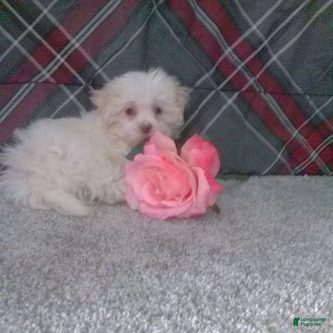 Maltese dogs for sale: Daisy - Image 3
