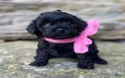 Miniature Poodle dogs for sale: Tasha - Image 1