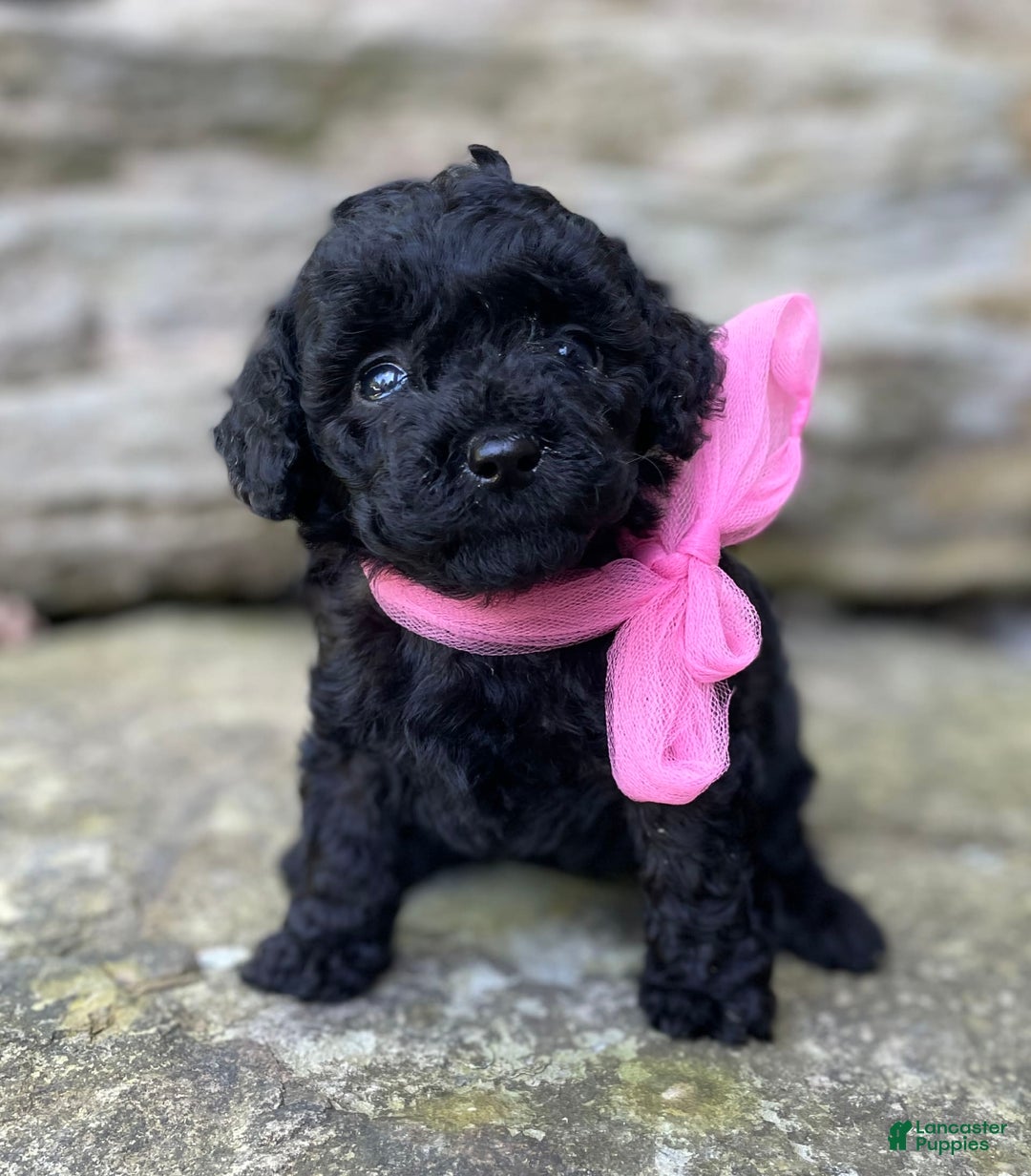 Miniature Poodle dogs for sale: Tasha - Image 1