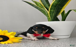 Dachshund dogs for sale: Lil Peanut - Image 22