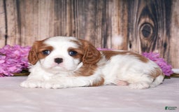 Cavalier King Charles Spaniel dogs for sale: Oscar - Image 1