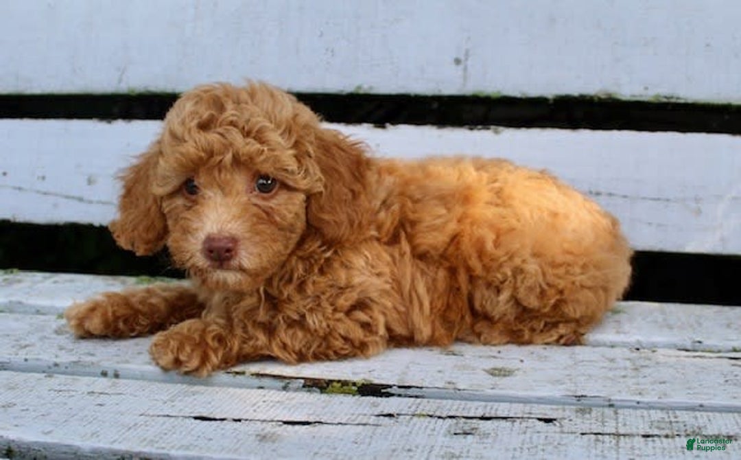 Miniature Poodle dogs for sale: Ron - Image 8