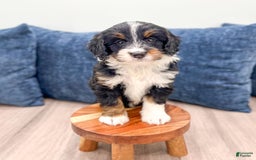 Mini Bernedoodle dogs for sale: Athena - Image 4