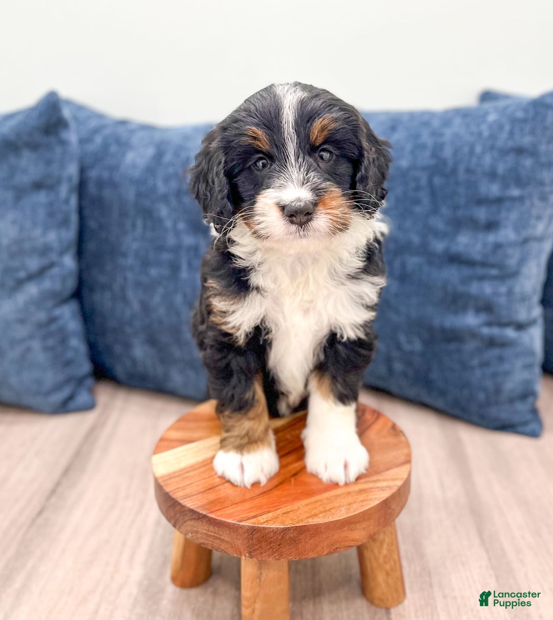 Mini Bernedoodle dogs for sale: Athena - Image 4