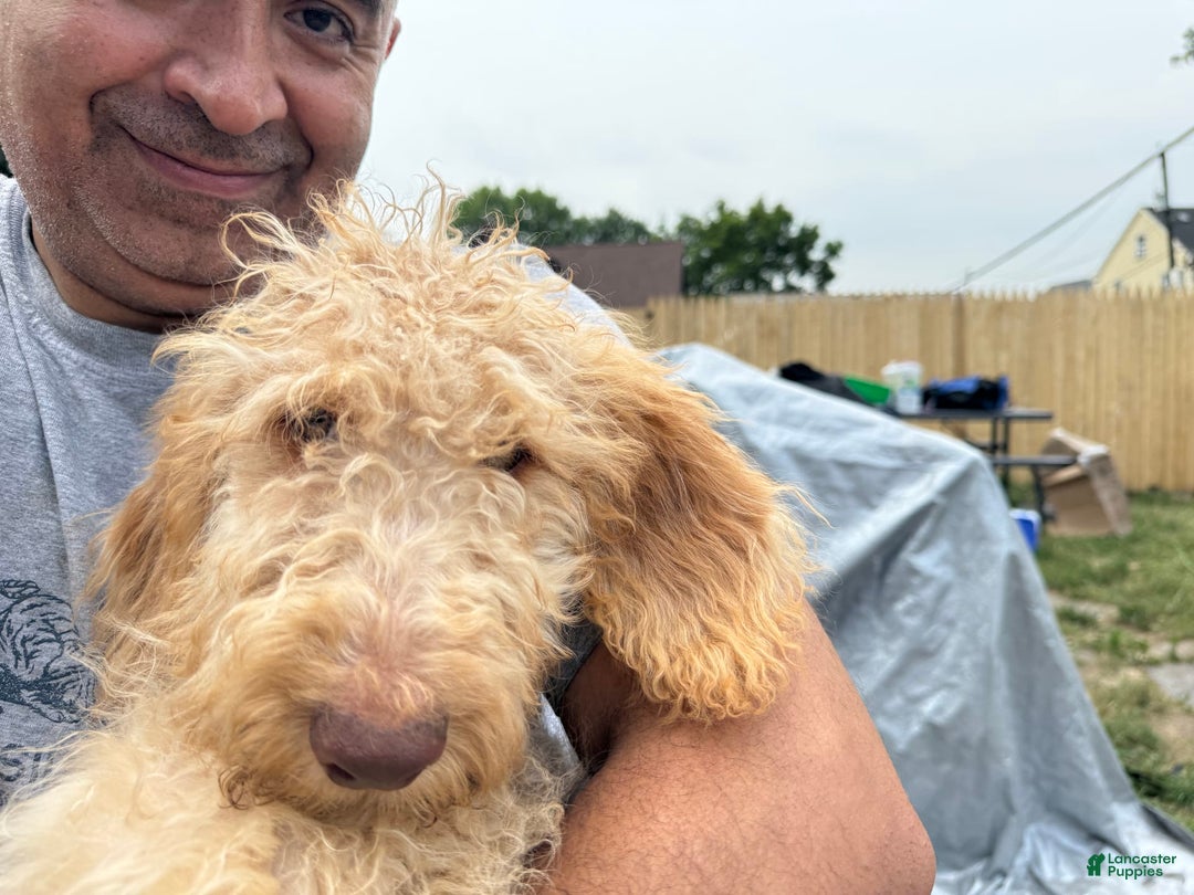 Goldendoodle dogs for sale: Luna - Image 16