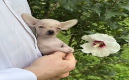Chihuahua dogs for sale: Carinia - Image 16