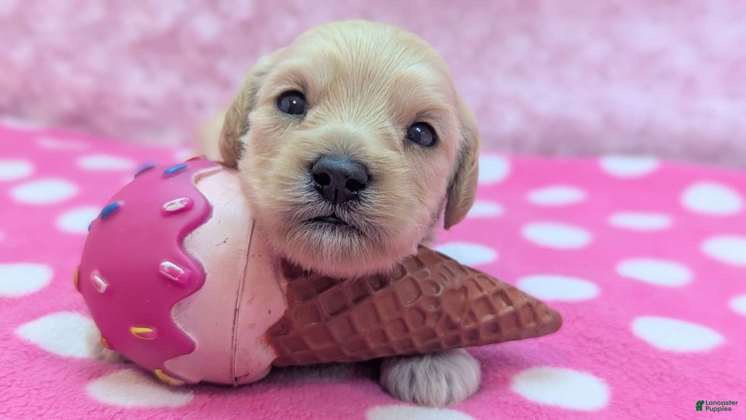 Cockapoo dogs for sale: Magnus - Image 12