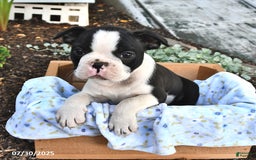 Boston Terrier dogs for sale: Zachary - Image 2