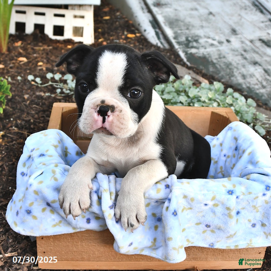 Boston Terrier dogs for sale: Zachary - Image 2