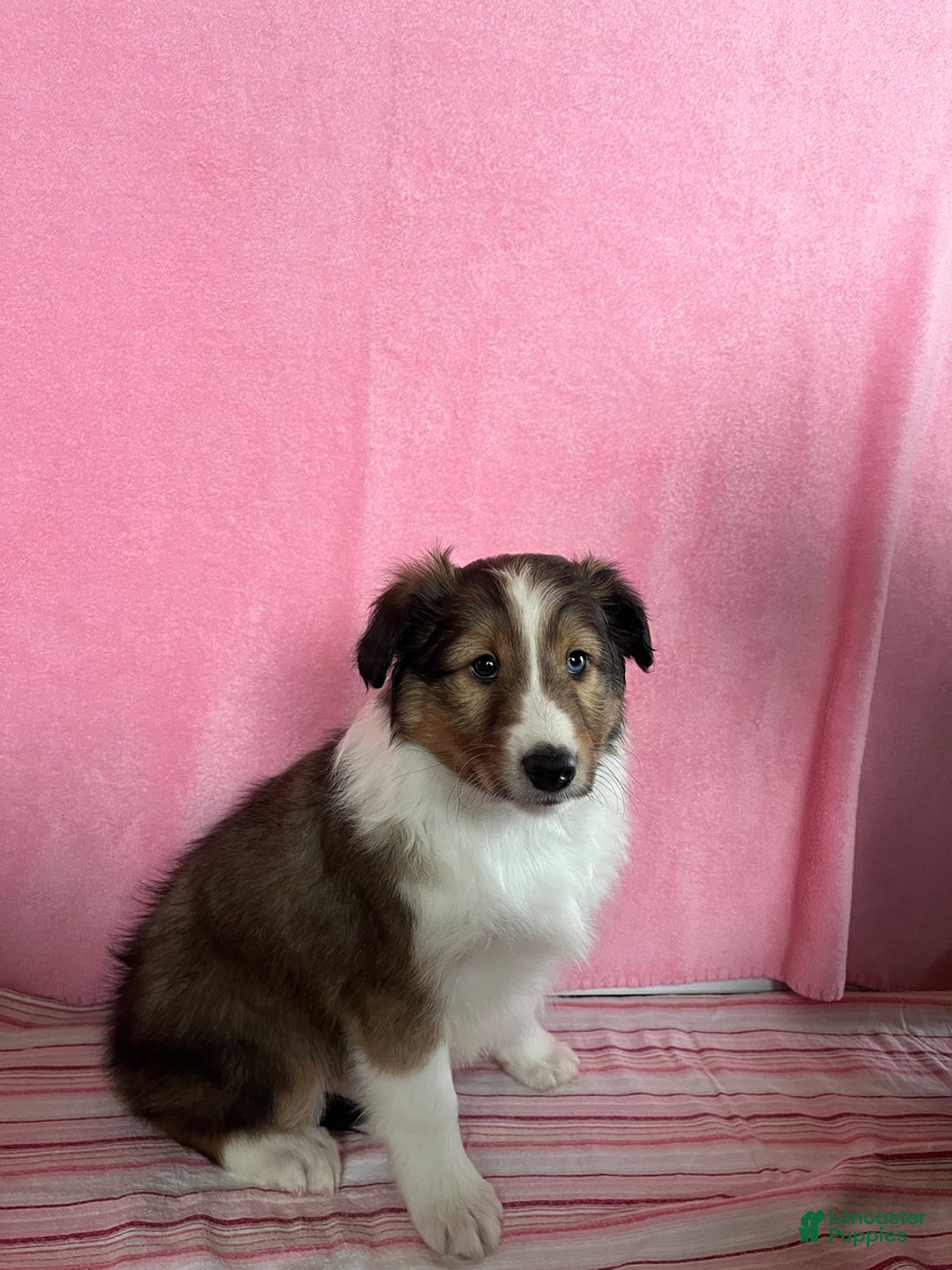 Shetland Sheepdog dogs for sale: Silas - Image 5