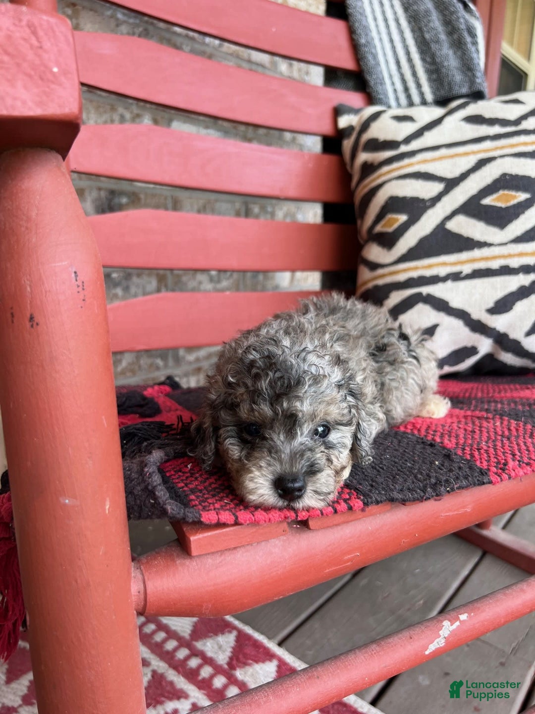 Cavapoo dogs for sale: Roxy - Image 7