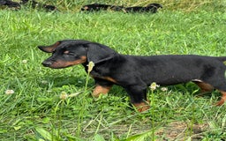 Doberman Pinscher dogs for sale: Milwaukee - Image 2