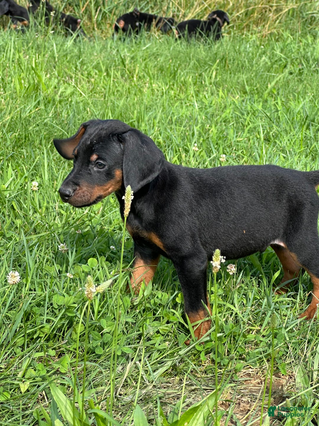 Doberman Pinscher dogs for sale: Milwaukee - Image 2