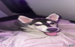 Gerberian Shepsky dogs for sale: Stormy - Image 6