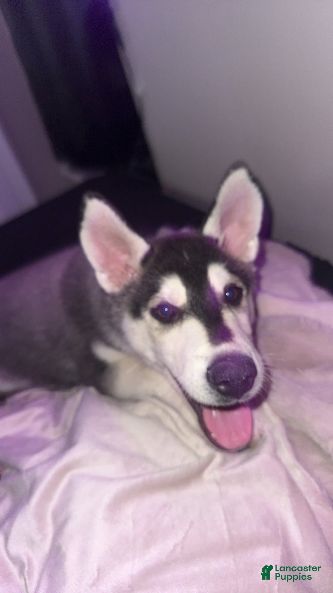 Gerberian Shepsky dogs for sale: Stormy - Image 6