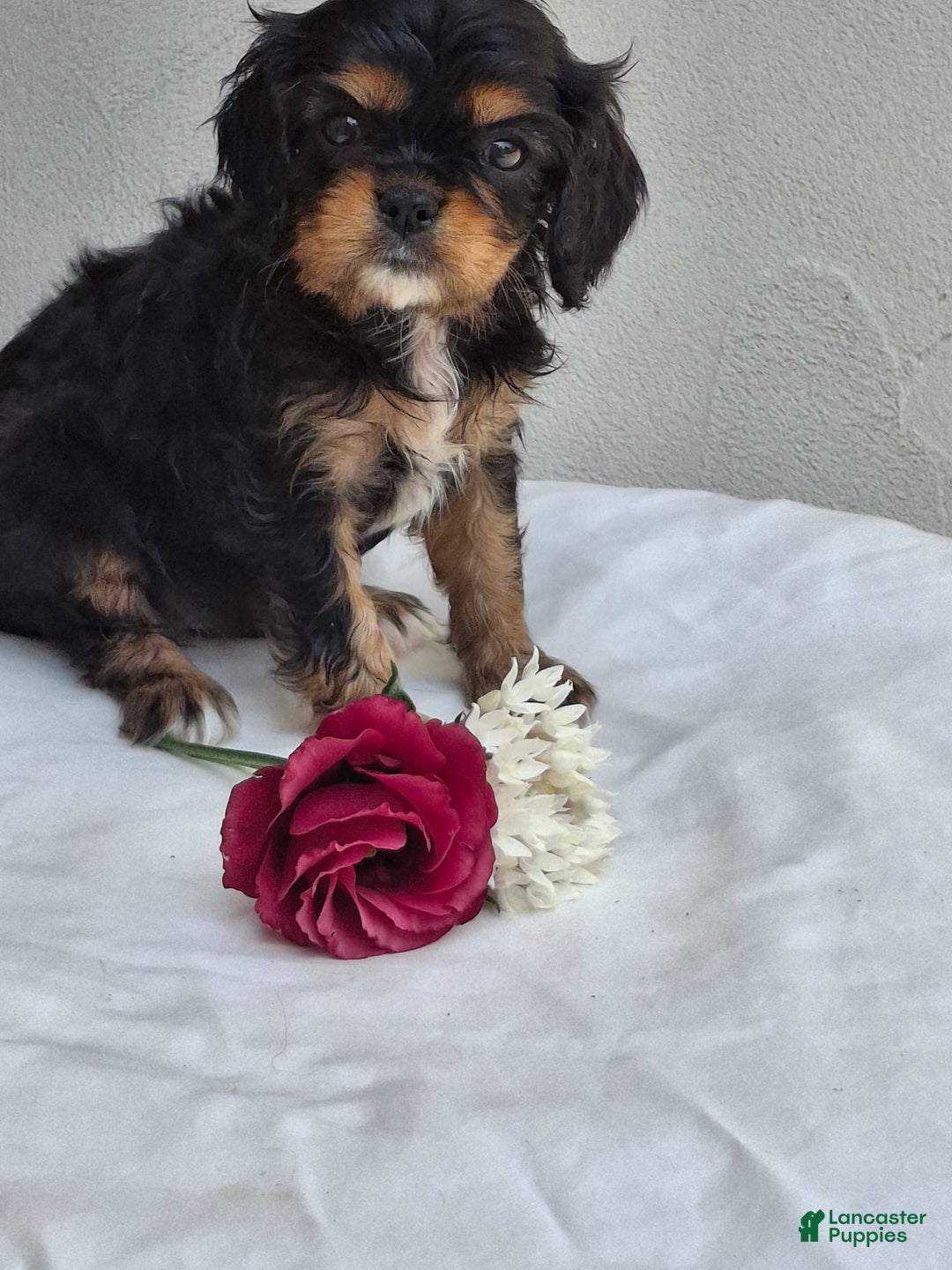 Cavalier King Charles Spaniel dogs for sale: Sweetie - Image 10