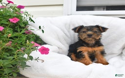 Yorkshire Terrier dogs for sale: Daisy - Image 4