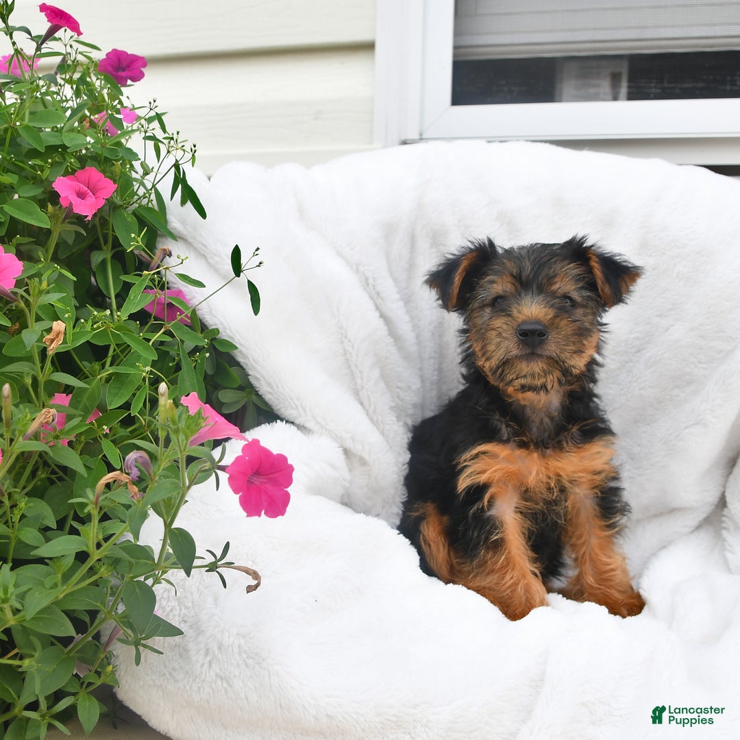 Yorkshire Terrier dogs for sale: Daisy - Image 4