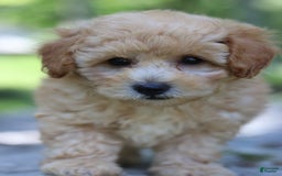 Miniature Poodle dogs for sale: Tucker - Image 2