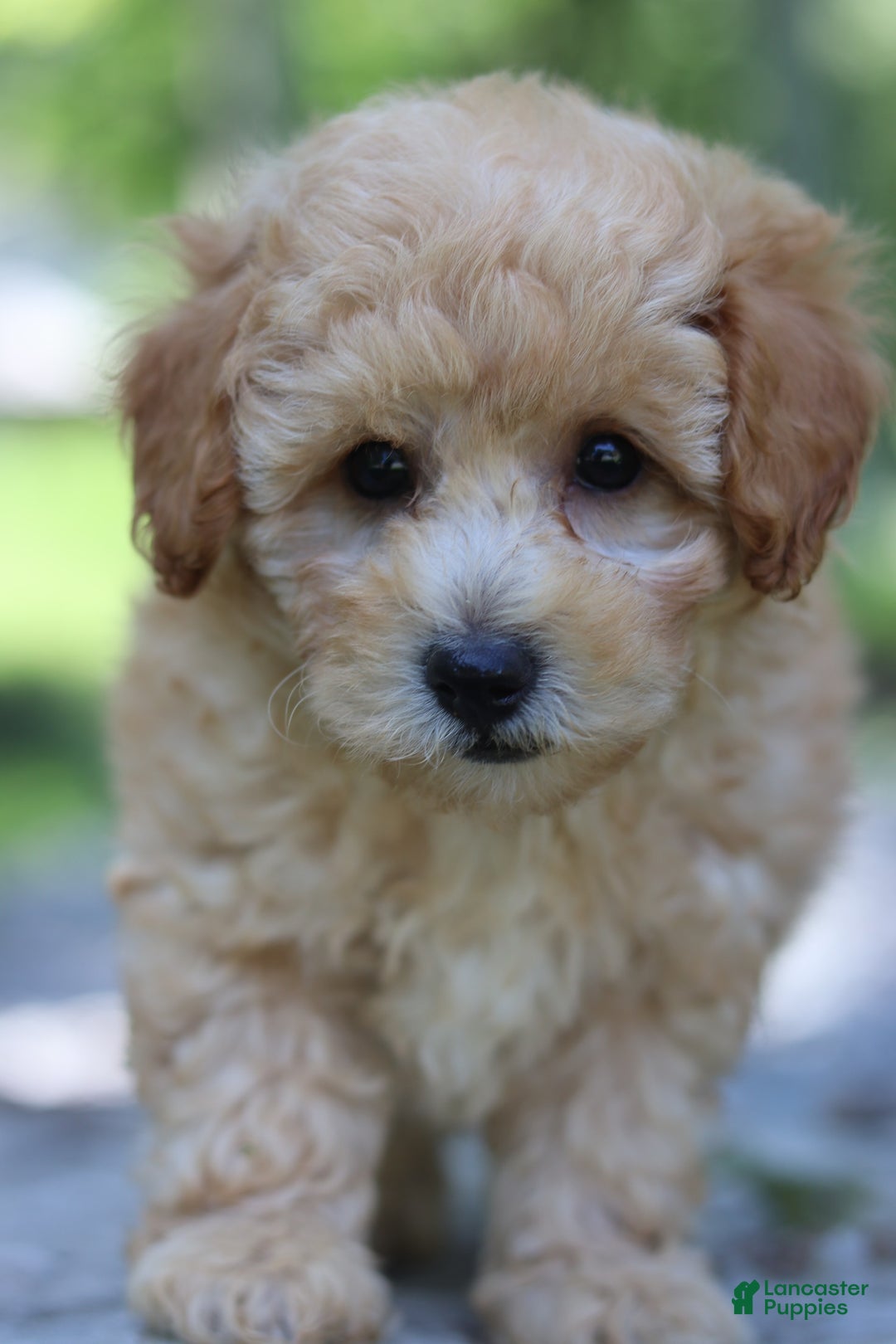 Miniature Poodle dogs for sale: Tucker - Image 2