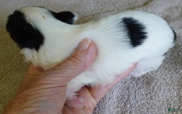 Yorkshire Terrier dogs for sale: Pappy Parti Girl - Image 19