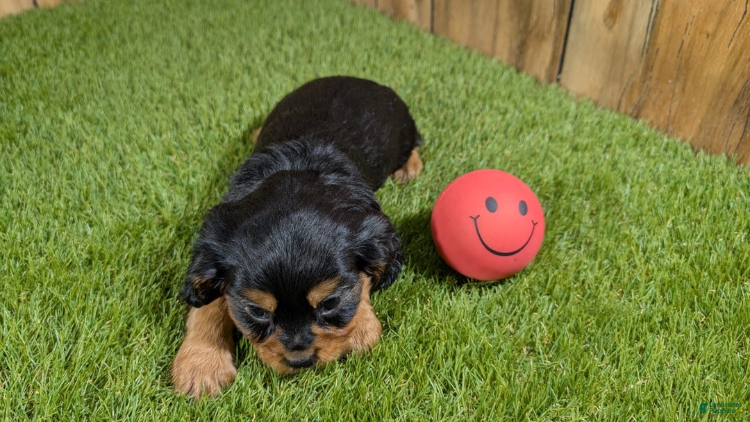 Cavalier King Charles Spaniel dogs for sale: Brin Girl 1 - Image 8