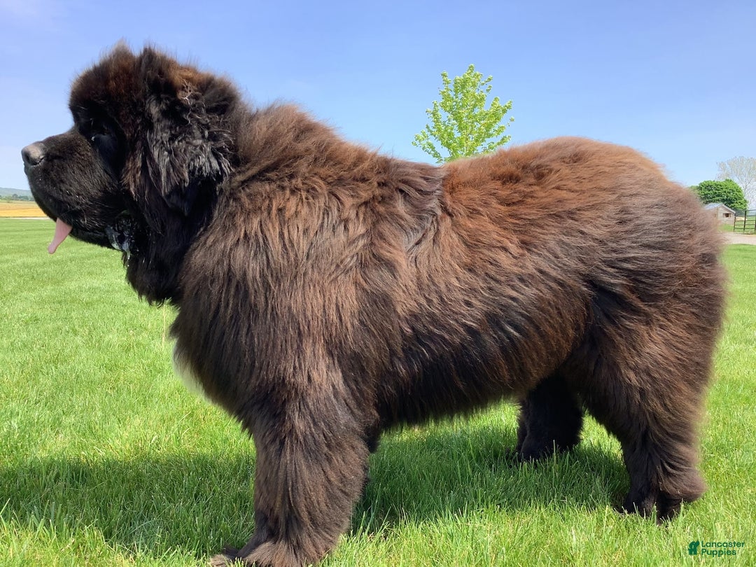 Newfoundland dogs for sale: Dallas - Image 6