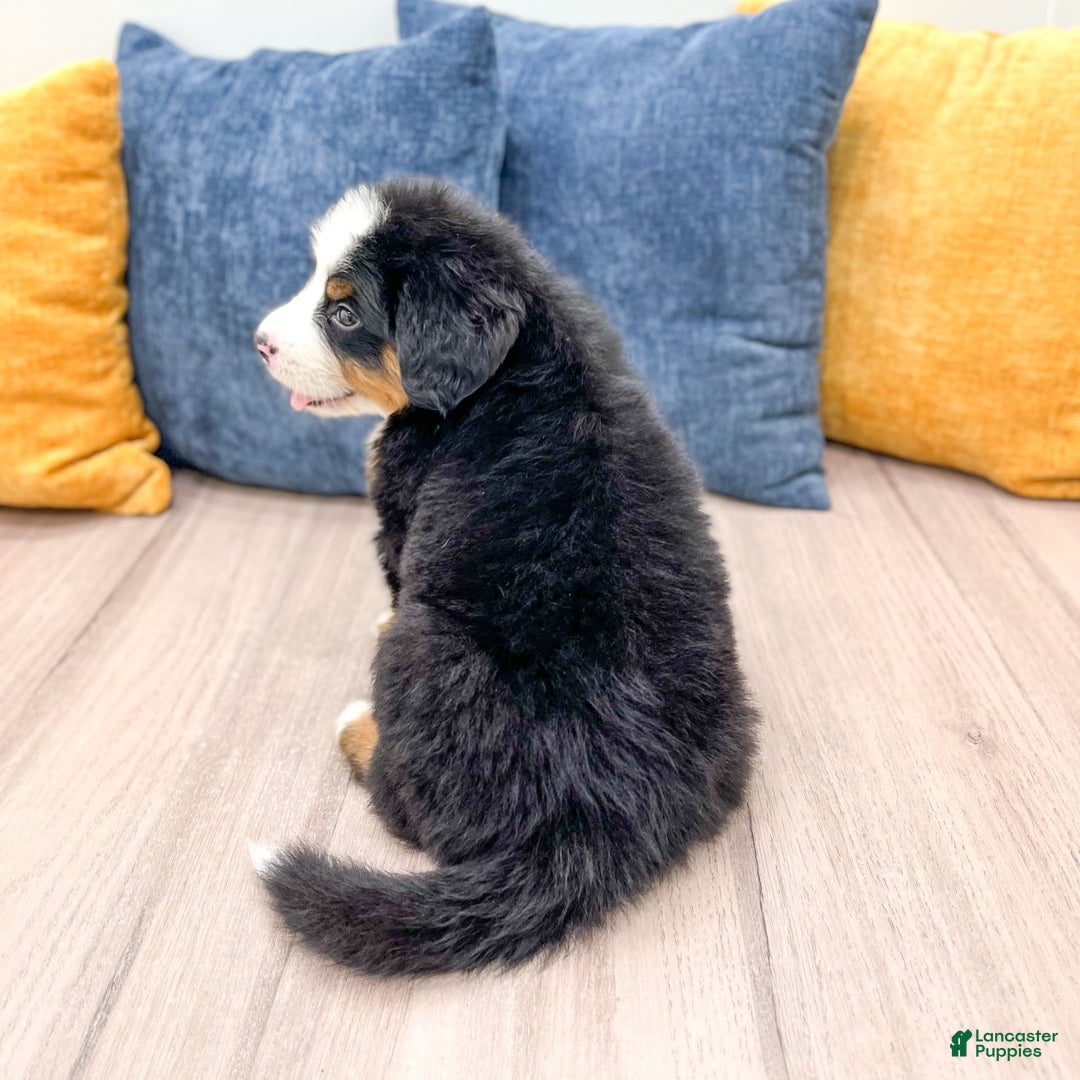 Bernese Mountain Dog dogs for sale: Zeke - Image 9