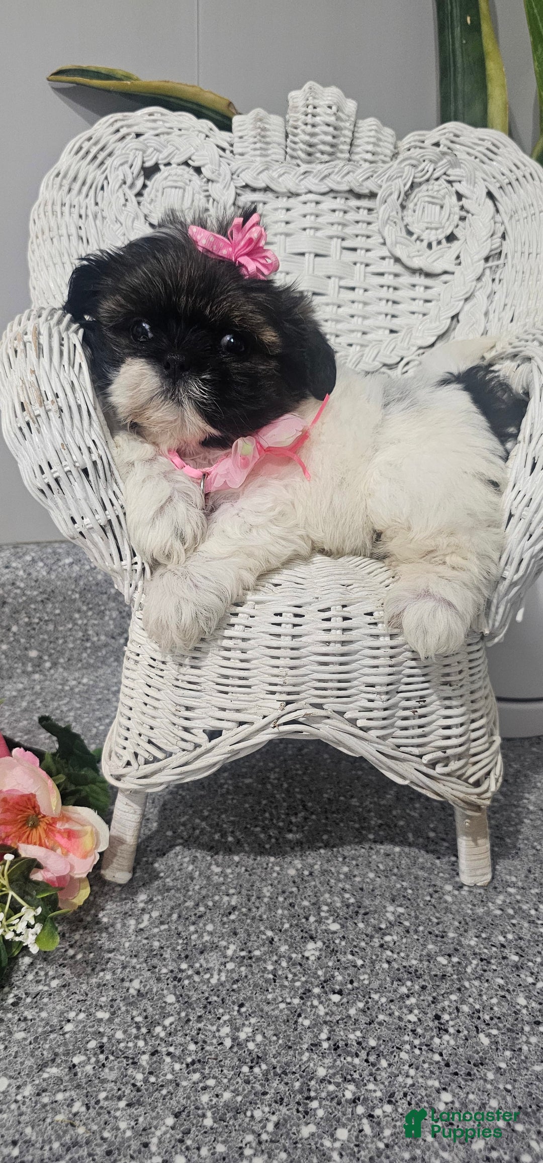 Shih Tzu dogs for sale: Tiny Tiff ❤️ - Image 12