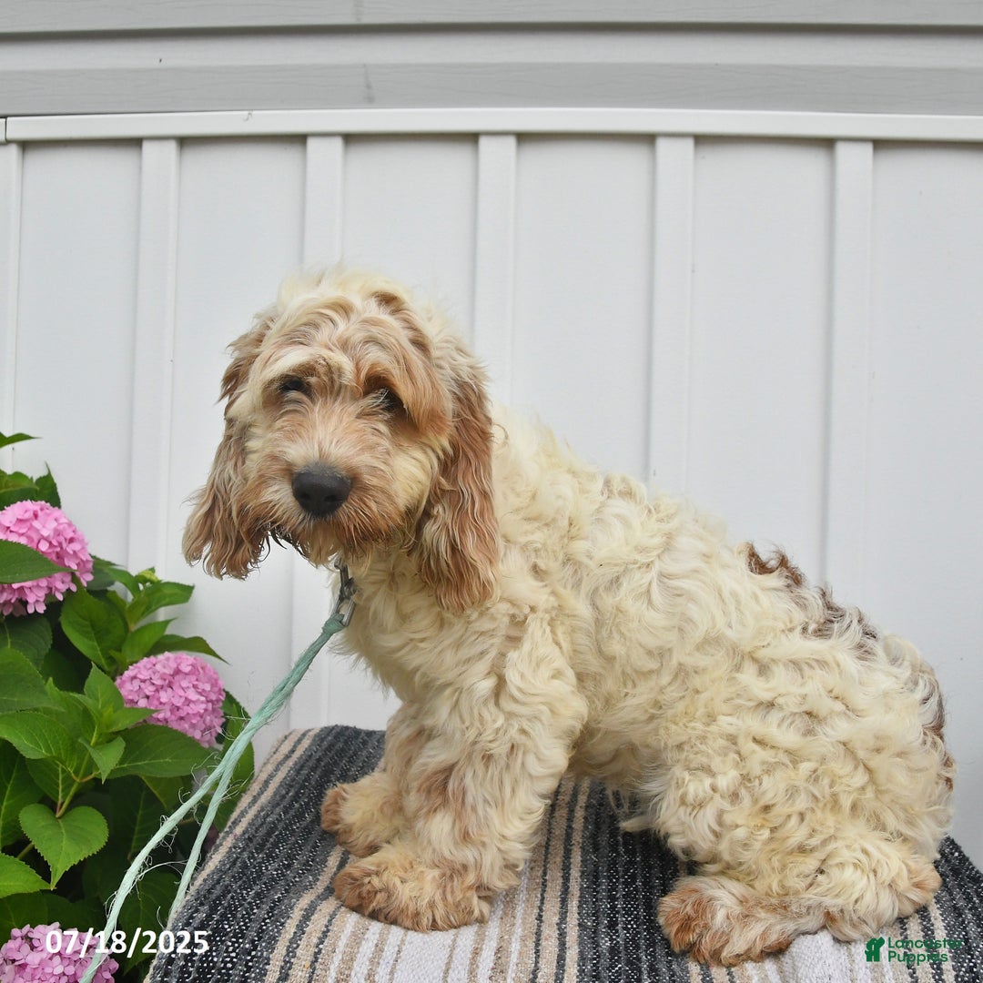 Cockapoo dogs for sale: Frisky - Image 2