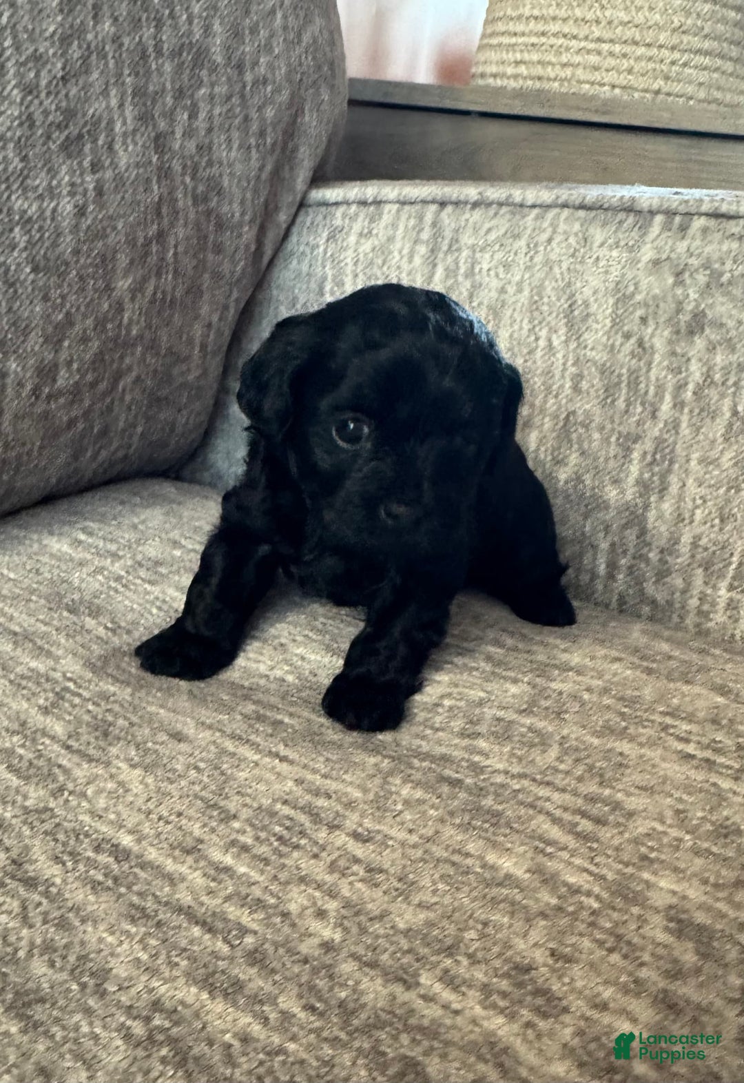 Shihpoo dogs for sale: Teacup Katie - Image 3