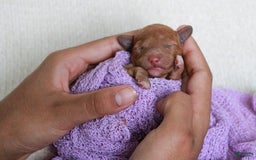 Cavapoo dogs for sale: Pennywhistle - Image 4