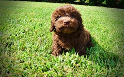 Havapoo dogs for sale: Flower - Image 16