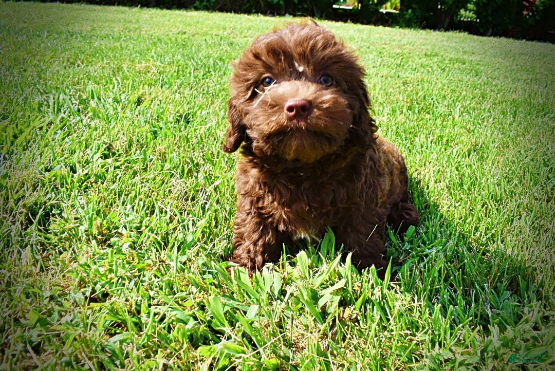 Havapoo dogs for sale: Flower - Image 16